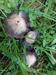 Psathyrella bipellis