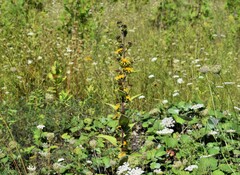 Inula racemosa