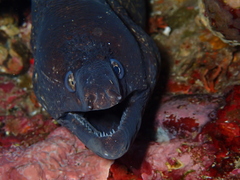 Muraena helena