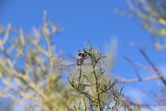 Libellula comanche