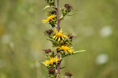 Inula racemosa