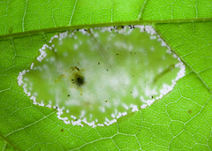 Phyllonorycter lucidicostella