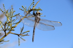 Libellula comanche