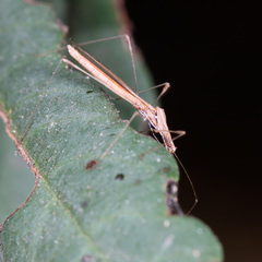 Neoneides