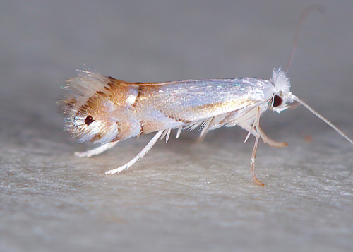 Lesser Maple Leaf Blotch Miner Moth