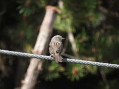 Prunella modularis mabbotti