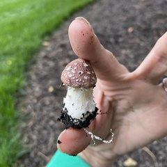 Stropharia rugosoannulata