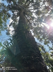 Araucaria angustifolia