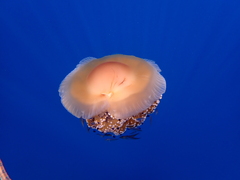 Cotylorhiza tuberculata