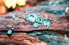 Chlorociboria aeruginascens