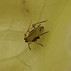 Aphididae