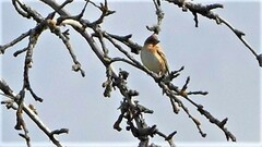 Fringilla montifringilla