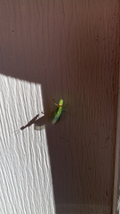 Zeugomantispa minuta