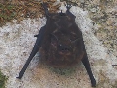 Saccopteryx