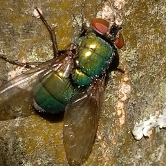Lucilia sericata