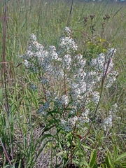 Symphyotrichum urophyllum