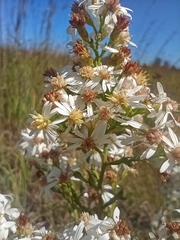 Symphyotrichum urophyllum