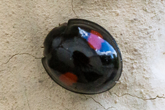 Chilocorus renipustulatus