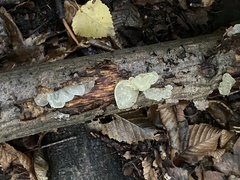 Myxarium nucleatum