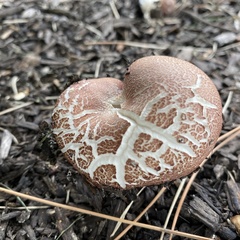 Stropharia rugosoannulata