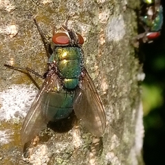 Lucilia sericata