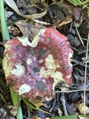 Russula emetica