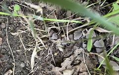 Agkistrodon laticinctus
