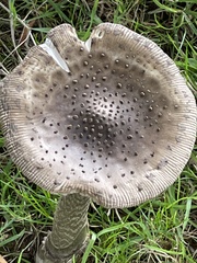Amanita ceciliae