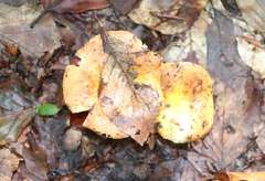 Russula ochroleuca