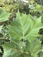 Platanus occidentalis