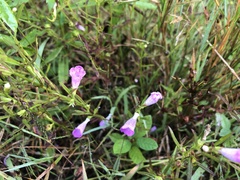 Agalinis neoscotica