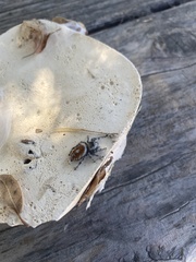 Phidippus adumbratus