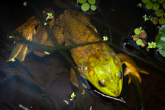 Lithobates grylio