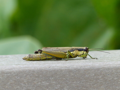 Paroxya clavuligera