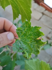 Calepitrimerus vitis