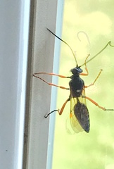 Diphyus quadripunctorius