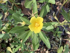 Ludwigia hexapetala