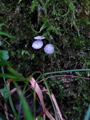 Delicatula integrella
