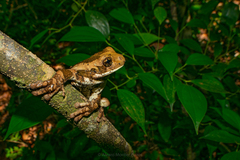 Trachycephalus vermiculatus