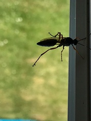 Diphyus quadripunctorius