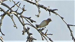 Fringilla montifringilla