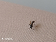 Pachycondyla