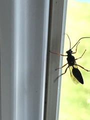 Diphyus quadripunctorius