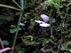 Delicatula integrella