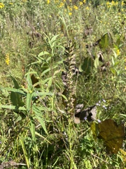 Liatris pycnostachya