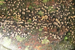 Hypoxylon fragiforme