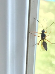 Diphyus quadripunctorius