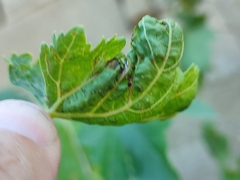 Calepitrimerus vitis
