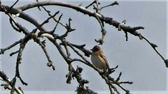 Fringilla montifringilla