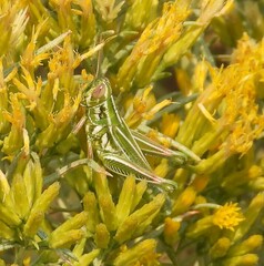 Hesperotettix viridis